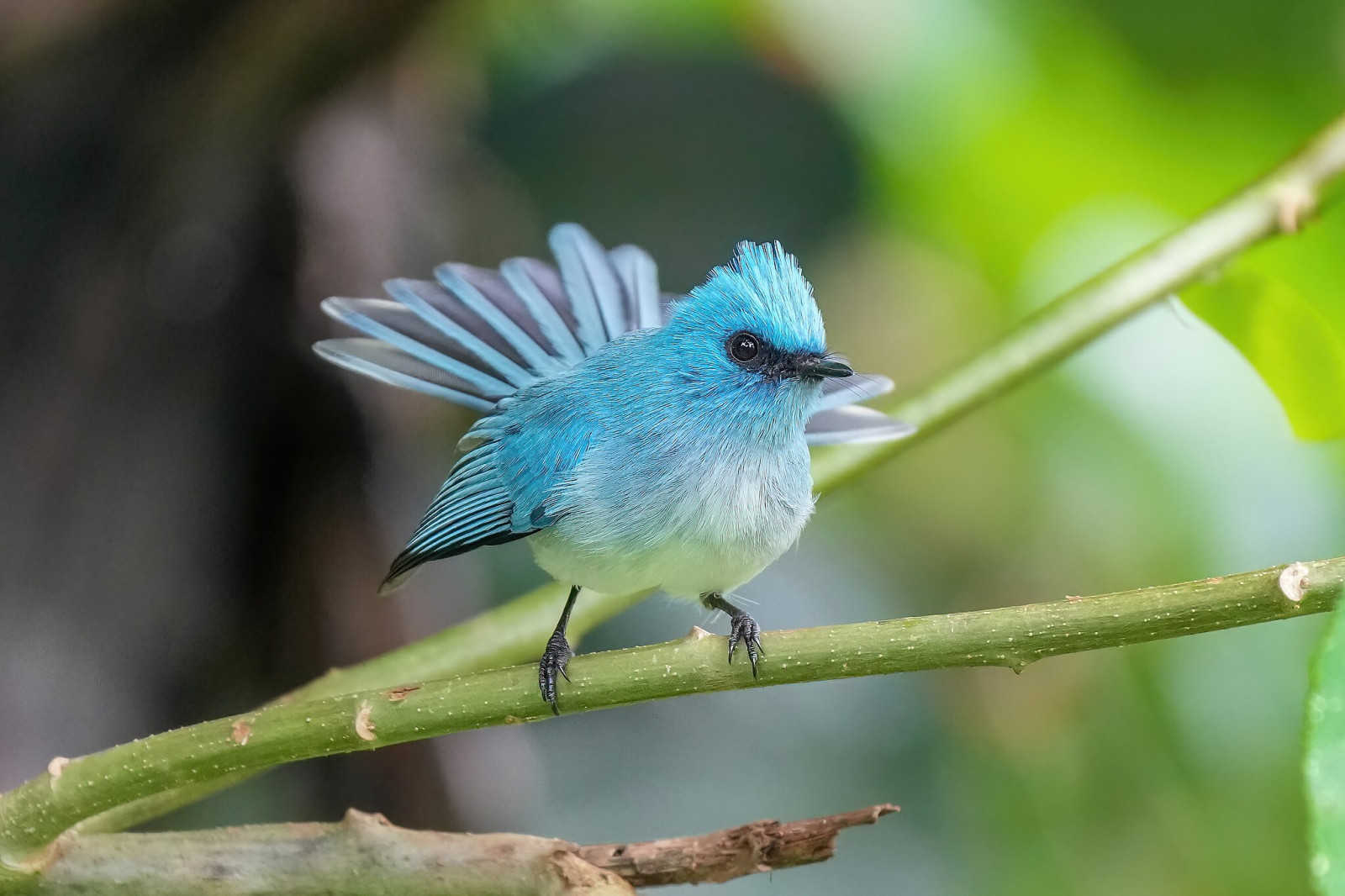 image African Blue Flycatcher